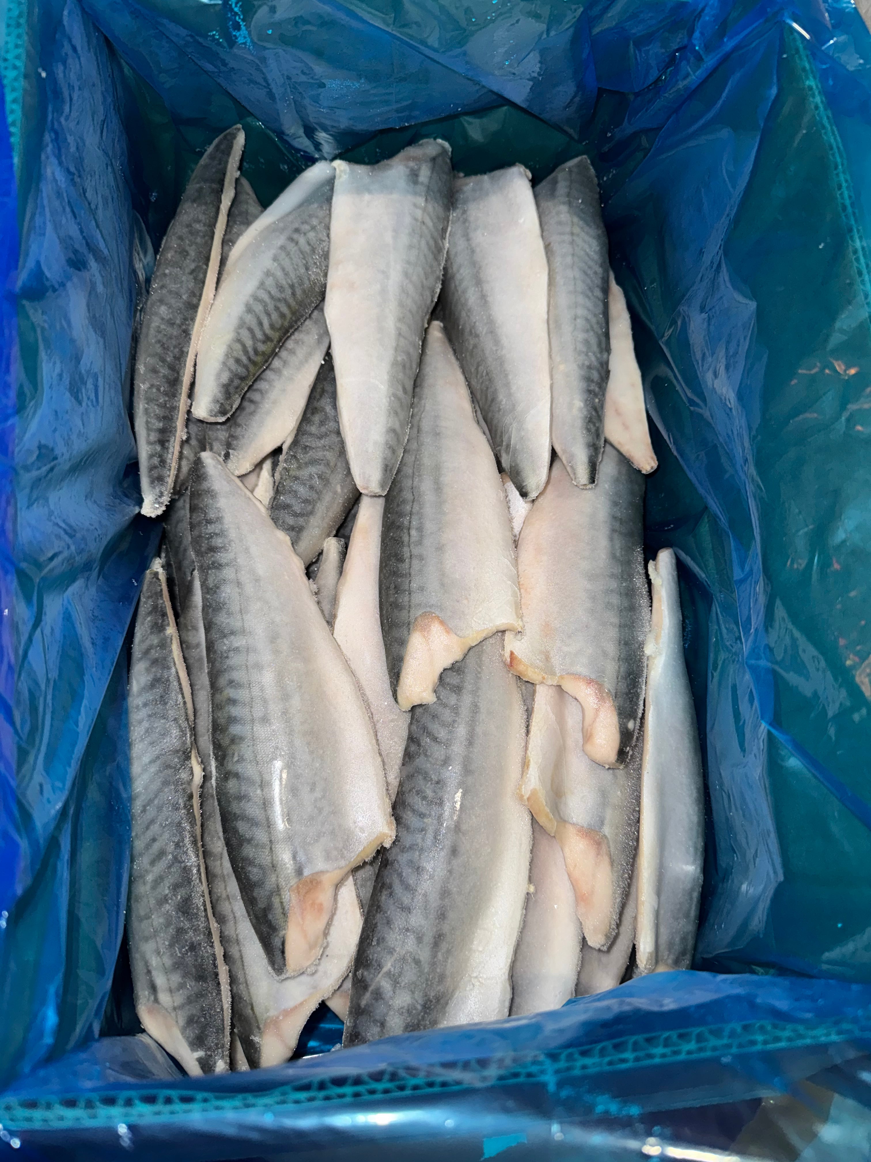 Makrillfilé (2.5kg)